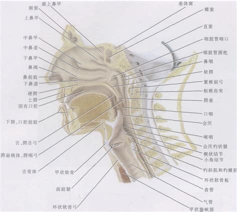 咽喉 意思